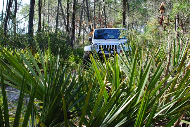 Jeeping in the Jungle