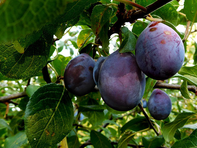 Serbia_JU2016_plums-plumsclose-crop_DSCN1047_650w
